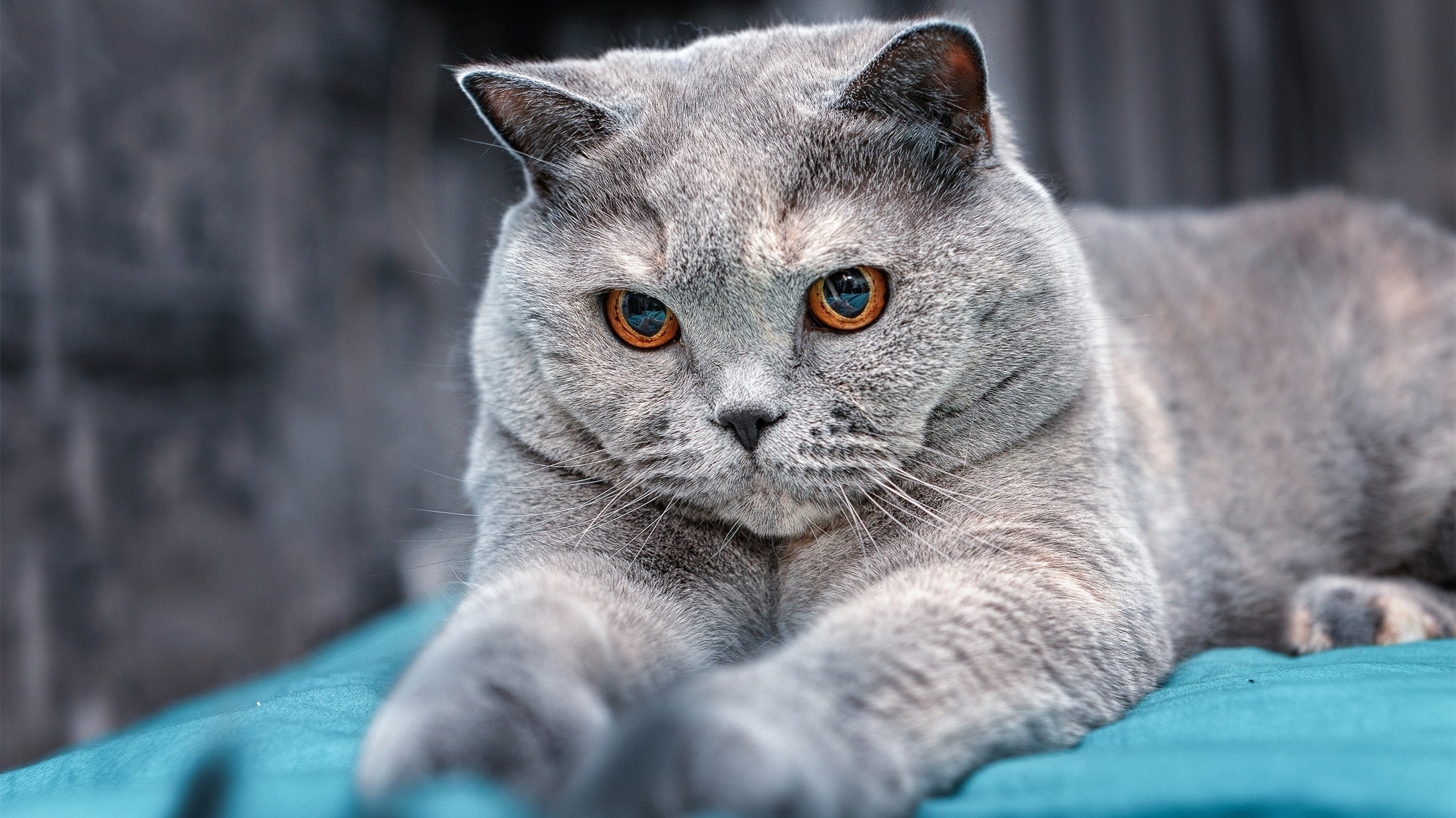 九游网页版官网-史上最大“黑马军团”逆转夺冠，神话成就！，黑马军团是什么电视剧